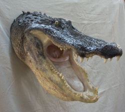 alligator wall mount, wall mounted alligator taxidermy, Florida alligator wall mounts, alligator wall mounts for sale, Southwest Florida taxidermist