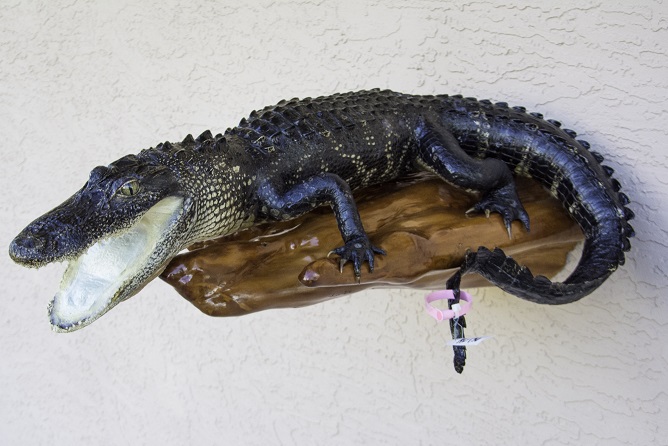 alligator taxidermy for sale, alligator mount for sale, gator on cypress for sale, gator on wood for sale, decorative gator mount for sale, best prices on alligator mounts