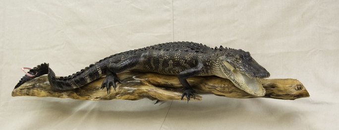 alligator mount, gator mount on cypress, gator mount for sale, alligator taxidermy for sale, alligator taxidermy mount for sale