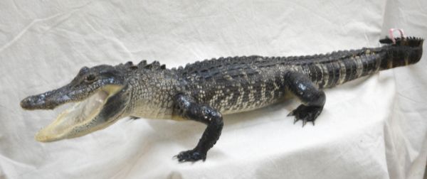 alligator taxidermy mount for sale, full mount alligator mount for sale, alligator taxidermy mount for sale, gator mount for sale