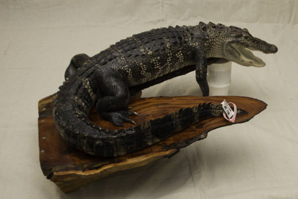 alligator taxidermy on mahogany, fanastic gift for a gator fan, gator alumni office decor, perfect gift for a gator fan, U of F alumni gift, man's office decor, fabulous gift for a best friend gator fan