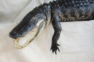 alligator taxidermy mount, alligator on a shelf, alligator taxidermist in Southwest Florida, Florida alligator taxidermy