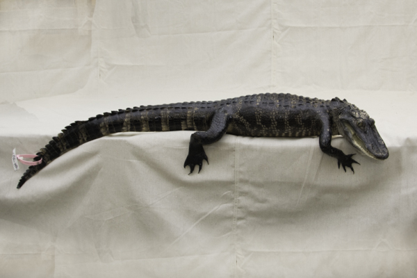 alligator mount for sale, full gator mounts for sale, alligator taxidermy mounts for sale, gator mounts for sale